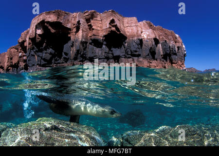 Insel von La Paz und California sea lion, zalophus californianus, Meer von Cortez, Baja California, Mexiko, Ost Pazifik Datum: 24.06.08 Ref: Stockfoto