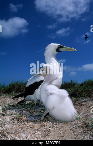 Masked booby mit Küken, Sula dactylatra, Aldabra Atoll, Weltnaturerbe, Seychellen, Indischer Ozean Datum: 24.06.08 Ref.: ZB777 115635 0005 Stockfoto