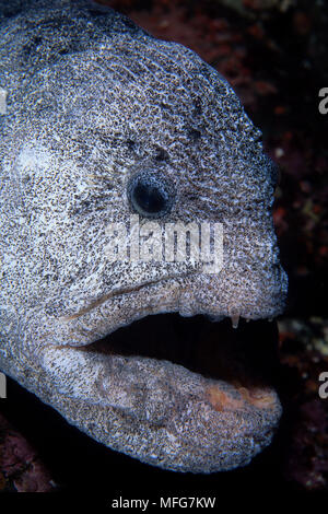 Scuba Diver und Wolf Aal, Anarrhichthys ocellatus, Vancouver Island, British Columbia, Kanada, Pazifik Datum: 22.07.08 Ref.: ZB777 117075 0031 Stockfoto