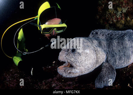 Scuba Diver und Wolf, Anarrhichthys ocellatus, Vancouver Island, British Columbia, Kanada, Pazifik Datum: 22.07.08 Ref.: ZB777 117075 0032 COMP Stockfoto