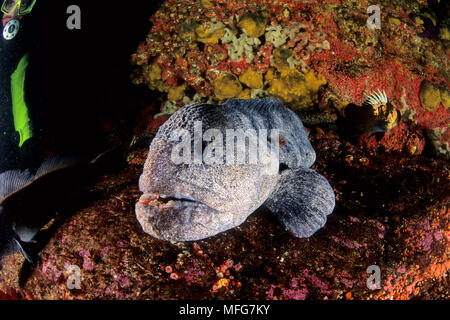 Scuba Diver und Wolf, Anarrhichthys ocellatus, Vancouver Island, British Columbia, Kanada, Pazifik Datum: 22.07.08 Ref.: ZB777 117075 0033 COMP Stockfoto