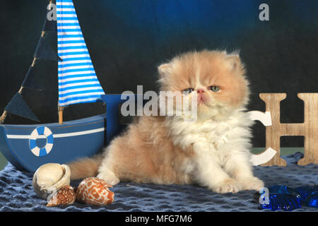 Persisch Kätzchen, 5 Wochen alt Stockfoto