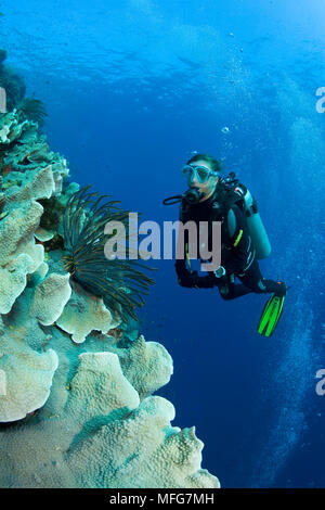 Scuba Diver und haarsterne oder haarstern, Talisay Tree Reef, Cabilao Island, Bohol, Central Visayas, Philippinen, Pazifischer Ozean Datum: 22.07.08 Ref: Stockfoto