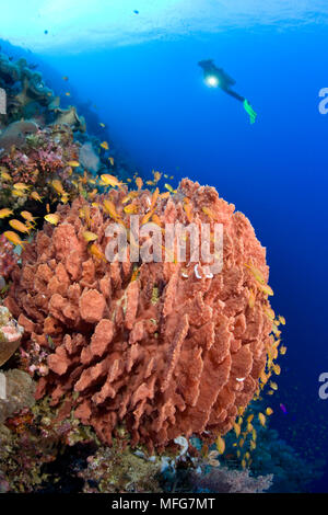 Scuba Diver und Fass schwamm, Xestospongia testudinaria, Lighthouse Reef, Cabilao Island, Bohol, Central Visayas, Philippinen, Pazifischer Ozean Datum: 2. Stockfoto