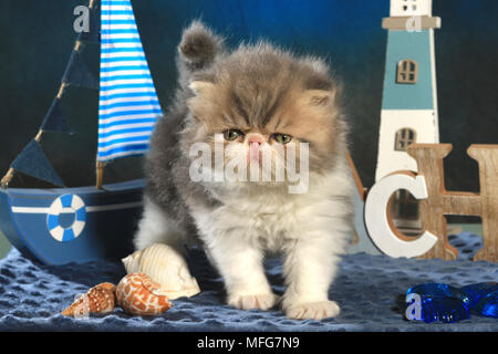 Persisch Kätzchen, 5 Wochen alt Stockfoto