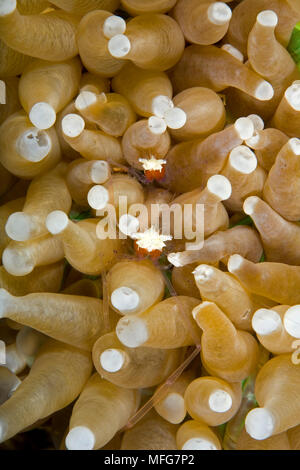 Paar kommensalen Garnelen, Periclimenes kororensis auf mushroom Coral, Heliofungia actiniformis, Lighthouse Reef, Cabilao Island, Bohol, zentrale Visay Stockfoto