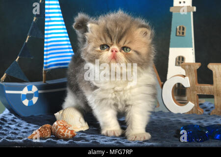 Persisch Kätzchen, 5 Wochen alt Stockfoto