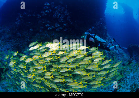 Scuba Diver mit Schwarm von smallmouth Grunzen, Haemulon chrysargyreum, Fernando de Noronha National Marine Sanctuary, Pernambuco, Brasilien, South Atlantic Stockfoto