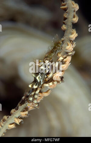 Wire coral Crab, Xenocarcinus tuberculatus, Han Reef Dive Site, Gili Air, Lombok, Indonesien, Pazifischer Ozean Datum: 22.07.08 Ref.: ZB777 117103 0005 CO Stockfoto