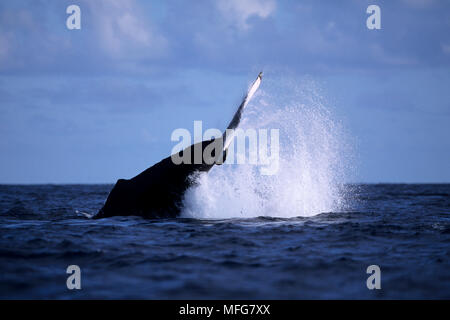 Lob-tailing, Buckelwale, Megaptera novaeangliae, Verletzlich (IUCN), Silber Bank, Turks- und Caicosinseln, Karibik, Atlantik Datum: 22.07.08 Re Stockfoto