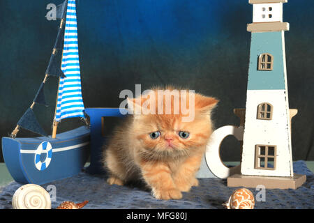 Exotic Shorthair kitten, 5 Wochen alt, Ingwer Stockfoto