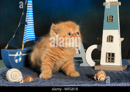 Exotic Shorthair kitten, 5 Wochen alt, Ingwer Stockfoto