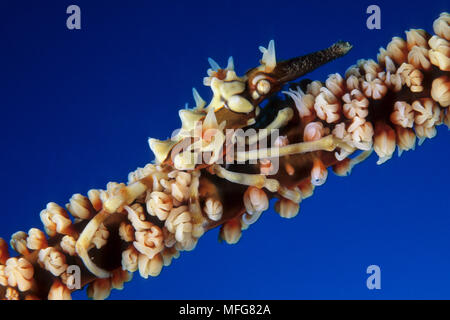 Seespinne auf einen Draht Coral, Xenocarcinus tuberculatus, Komodo Archipel Inseln Komodo National Park, Indonesia, Pazifischer Ozean Datum: 23.07.08 Re Stockfoto