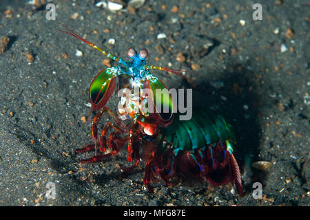 Peacock mantis Shrimps, Odontodactylus scyllarus, Lembeh Strait, Nord Sulawesi, Indonesien, Pazifischer Ozean Datum: 23.07.08 Ref.: ZB777 117149 0013 COMP Stockfoto