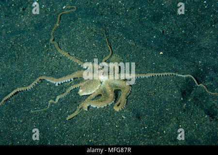 Lange Arme Octopus, Octopus sp. , Lembeh Strait, Nord Sulawesi, Indonesien, Pazifischer Ozean Datum: 23.07.08 Ref.: ZB777 117149 0018 obligatorischen Gutschrift: Stockfoto