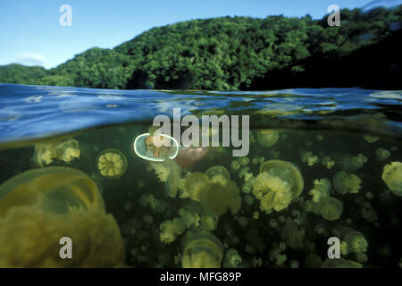 Schnorchler mit Quallen, Mastigias sp., die aufgrund ihrer Isolation, diese quallen haben ihre Fähigkeit verloren zu stechen, Quallen See Palau (Belau), Micro Stockfoto