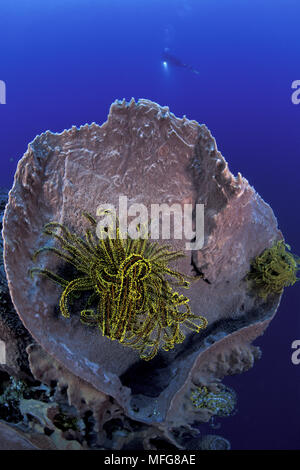 Crinoid oder haarstern in einem Fass schwamm, Xestospongia testudinaria, Walindi, West New Britain, Papua Neu Guinea, Pazifischer Ozean Stockfoto