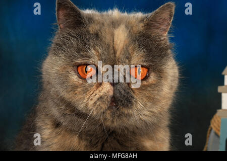 Exotische Kurzhaarkatze, Schildpatt, Porträt Stockfoto