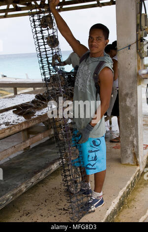 Arbeitnehmer cattaching Austern in einem Netz an Gauguin Pearl Farm, Rangiroa Atoll, Tuamotu Archipel, Französisch Polynesien, Pazifik Stockfoto