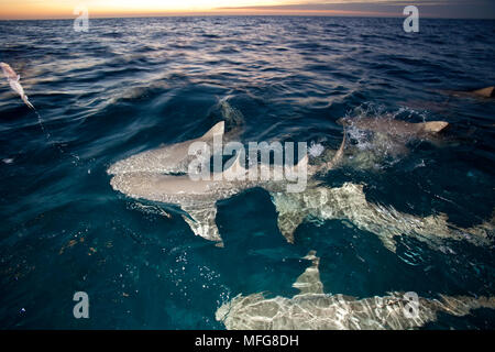 Lemon Sharks, Negaprion brevirostris Schwimmen an der Oberfläche, nördlichen Bahamas, Karibik, Atlantik Stockfoto