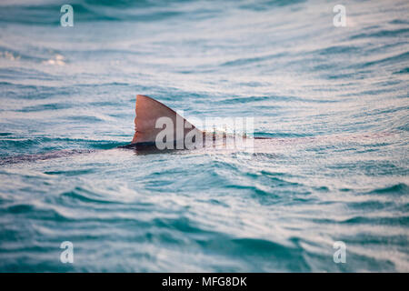 Rückenflosse, Tiger Shark, Galeocerdo cuvier Schwimmen an der Oberfläche, nördlichen Bahamas, Karibik, Atlantik Stockfoto