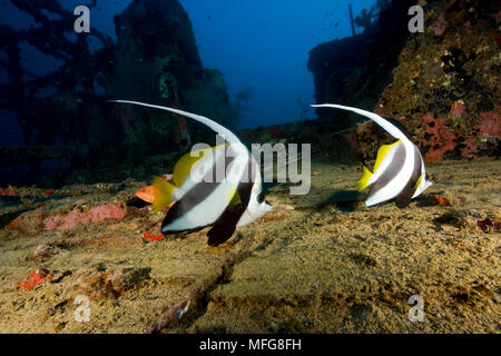 Paar Longfin Wimpelfische, Heniochus acuminatus auf Kuda Giri Wrack, Malediven, Indischer Ozean Stockfoto