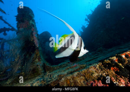 Longfin Wimpelfische, Heniochus acuminatus auf Kuda Giri Wrack, Malediven, Indischer Ozean Stockfoto