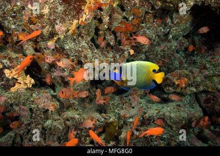 Blau - Gesicht Angelfish, Pomacanthus xanthometopon, Malediven, Indischer Ozean Stockfoto