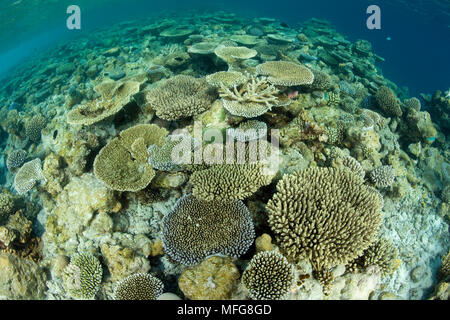 Riff bedeckt mit Hartkorallen, Acropora, Malediven, Indischer Ozean Stockfoto