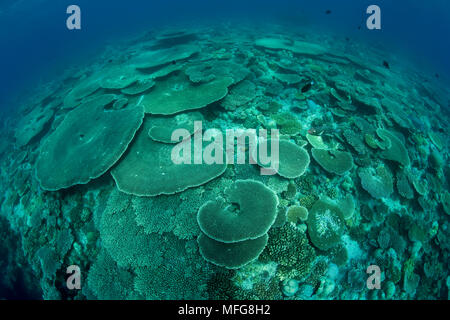 Riff bedeckt mit Hartkorallen, Acropora, Malediven, Indischer Ozean Stockfoto