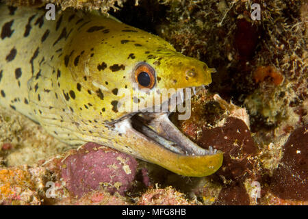 Spot-Gesicht Moray, Gymnothorax fimbriatus, Malediven, Indischer Ozean Stockfoto