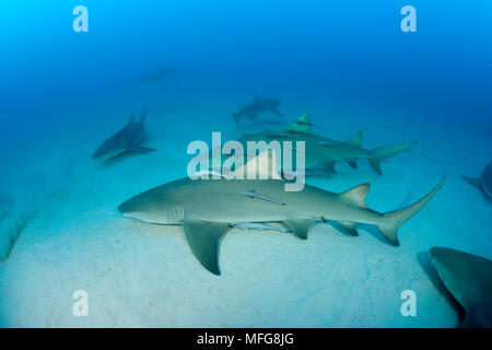 Lemon Shark, Negaprion brevirostris mit begleitenden Schiffshalter oder suckerfish, nördlichen Bahamas, Karibik, Atlantik Stockfoto