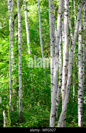 Feder heller Birke Zweige Sonnenlicht Tag Stockfoto