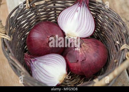 Ein Korb mit zwei ganze und zwei halbe rote Zwiebel Stockfoto