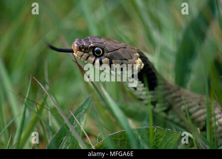 Ringelnatter, Natrix natrix Testen mit der Zunge, für Duftstoffe geheime Leben der einen Garten Exlibris s. 90 Stockfoto