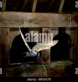 Schleiereule Tyto alba die Maus im Flug zum Nest in Glockenturm Stockfoto
