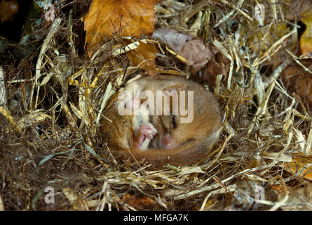 Haselmaus Muscardinus avellanarius im Ruhezustand Stockfoto