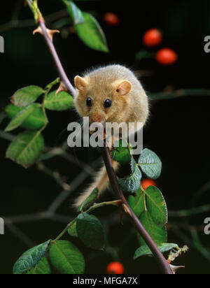 Haselmaus Muscardinus avellanarius in Hecke bei Nacht Stockfoto