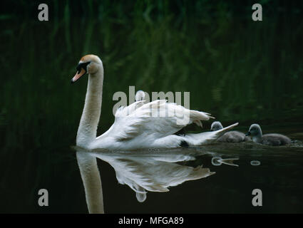 Höckerschwan Cygnus olor auf dem Wasser mit drei Jungen (1 an der Rückseite) Stockfoto