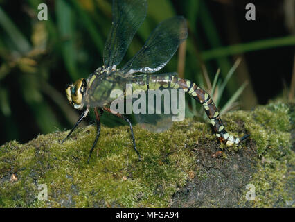 Südliche AESHNA oder HAWKER DRAGONFLY Eier Aeshna cyanea Stockfoto