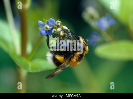 Volucella bombylans HOVERFLY (Bumblebee Mimic) Stockfoto