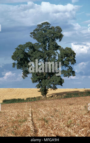 Englische Ulme Ulmus procera Stockfoto