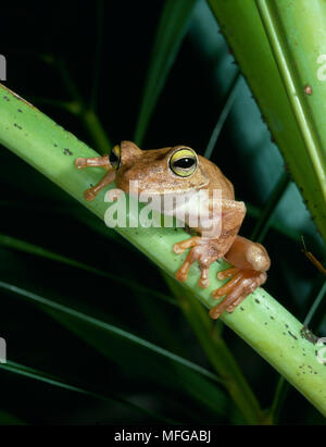 Laubfrosch Hyla sp. Auf Blatt Stockfoto