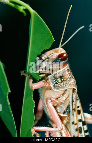 DESERT LOCUST Schistocerca gregaria fressen Blatt Stockfoto