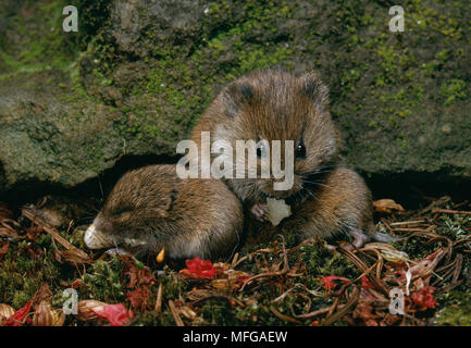 SHORT-TAILED FELD VOLE Microtus agrestis mit Jungen Stockfoto