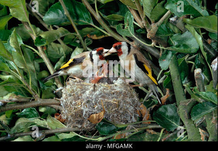 Stieglitz Carduelis carduelis Paar am Nest mit Jungen Stockfoto