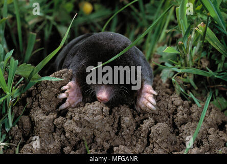 Europäische Maulwurf Talpa europaea aus Mücke Stockfoto