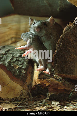 Braune RATTE Rattus norvegicus, die Jungen im Mund Stockfoto