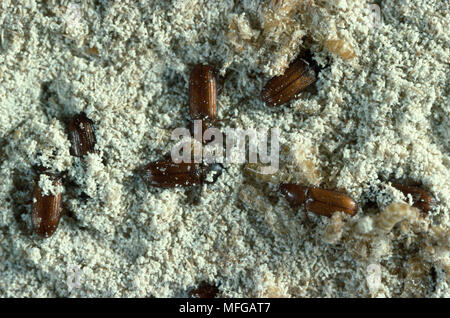 Verwirrt MEHL KÄFER Tribolium confusum in Mehl Stockfoto