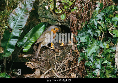 ROBIN im Nest Erithacus rubecula Stockfoto